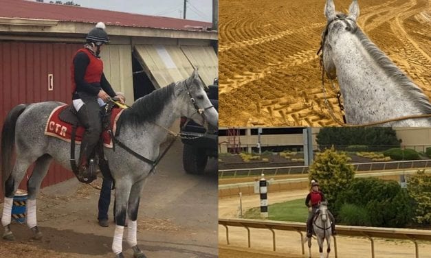 Counter Move still winning for Casey Fleming