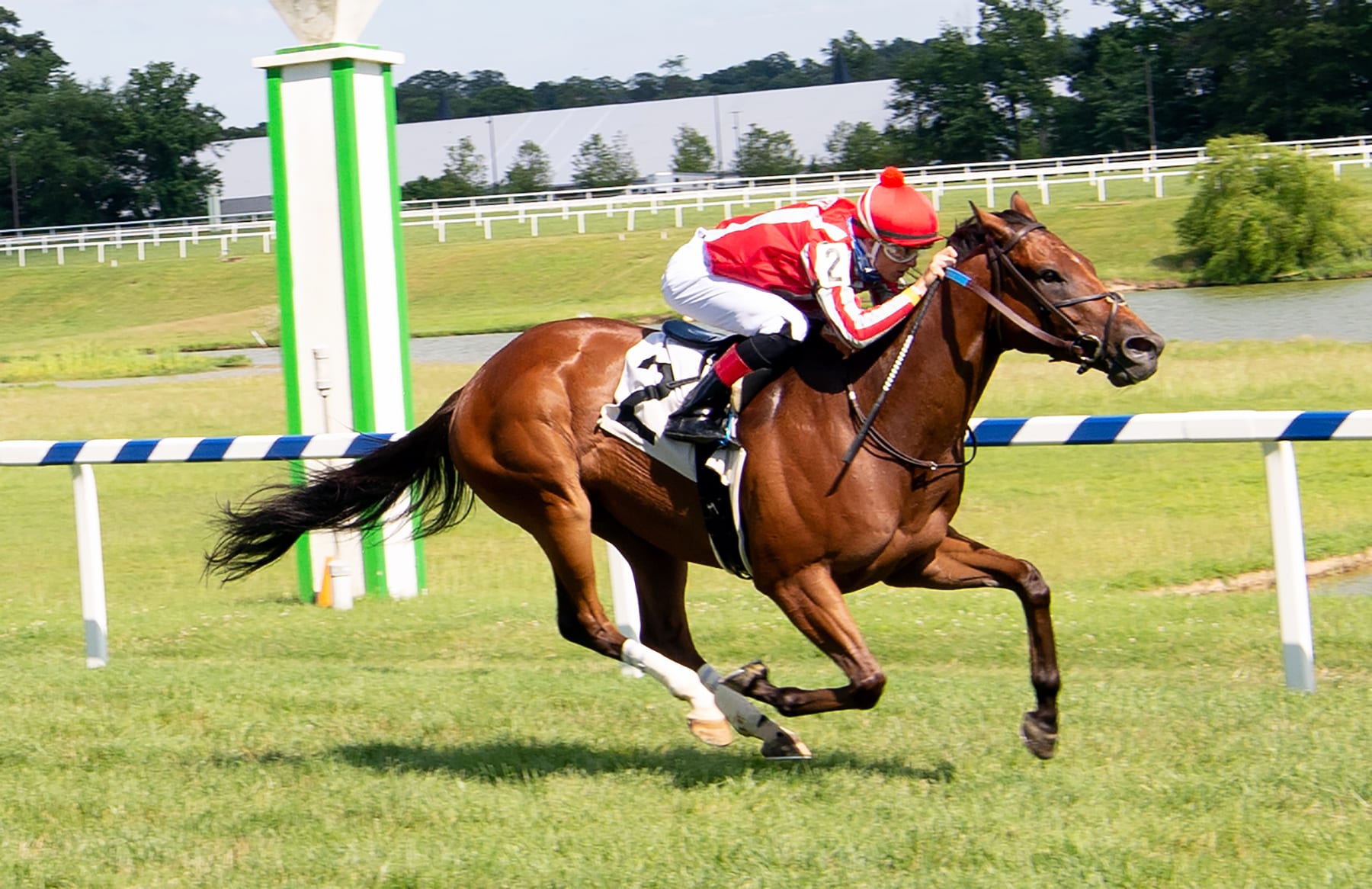 Grateful Bred broke his maiden at Laurel Park. Photo Jim McCue. Grateful Bred