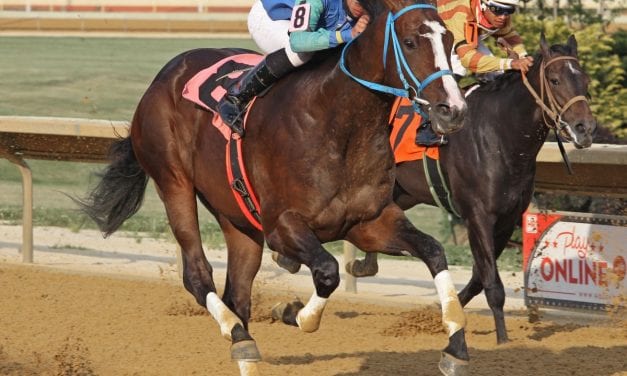 Natural Attraction first winner for Golden Years