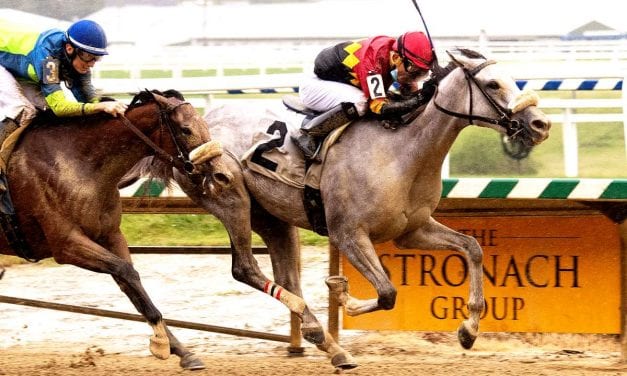 Versatile Coconut Cake seeks third stakes win in All Brandy