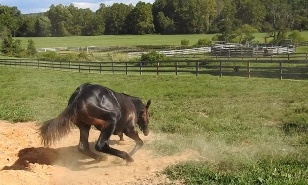 “Little weirdo” Cyrus builds big following