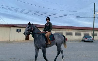 Kristy Petty: 2yo Juba geldings “making me look good”