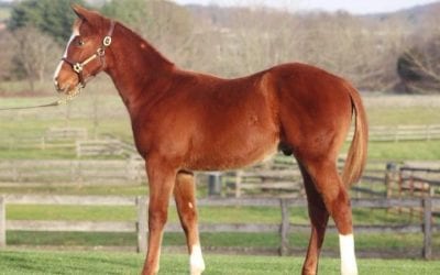 Fasig-Tipton Mixed sale by the numbers