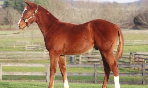 Fasig-Tipton Mixed sale by the numbers