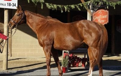 Fasig-Tipton Mixed offering “quality opportunities”