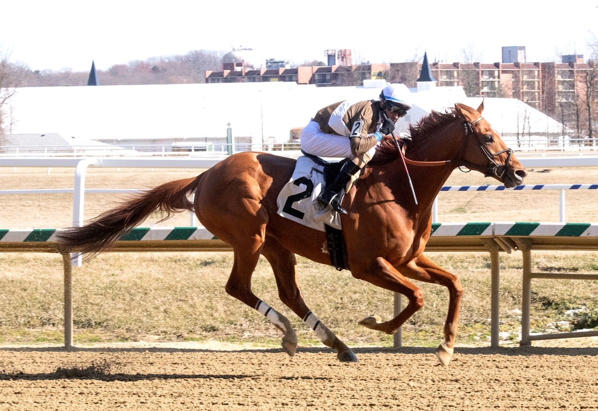 Cordmaker won the Harrison Johnson Memorial Stakes. Photo by Jim McCue, Maryland Jockey Club. Cordmaker