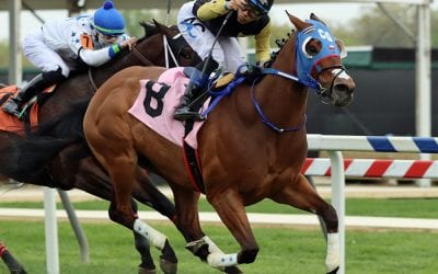 Pimlico to “pause” turf racing