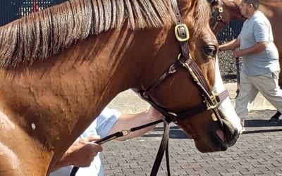 Fasig-Tipton Wrap: Facts, figs, and miscellany