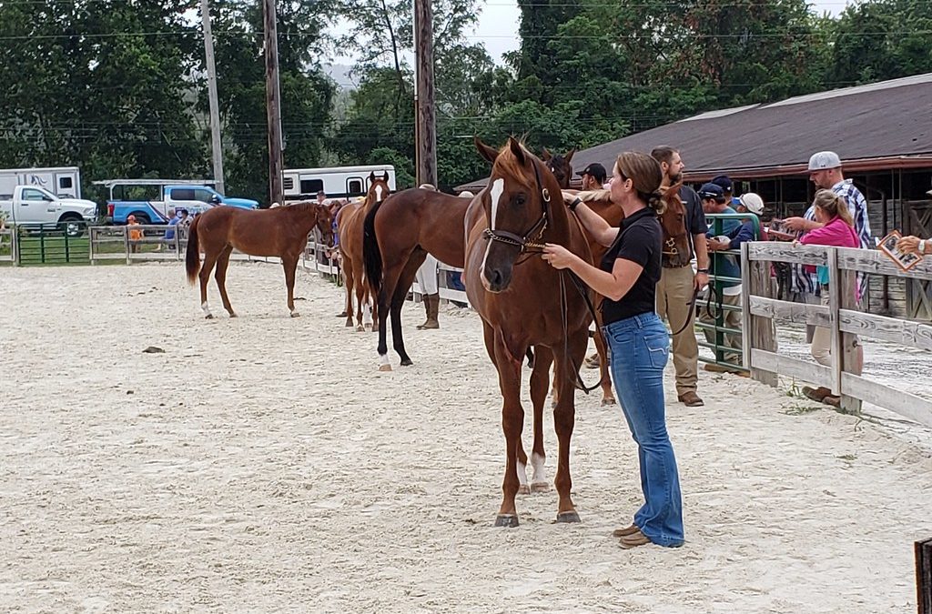 David Ingordo will judge MHBA Yearling Show