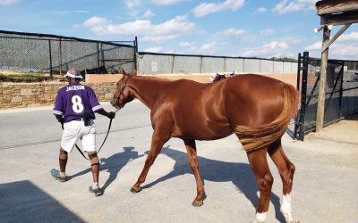 Fasig-Tipton: Pinhooked Mendelssohn colt tops