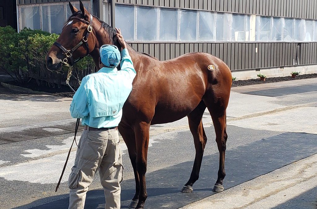 Fasig-Tipton 2022 Mixed sale by the numbers