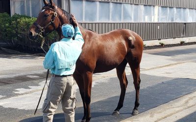 Fasig-Tipton 2022 Mixed sale by the numbers