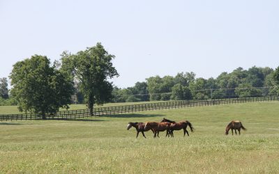 TAA makes nearly $4 million in aftercare grants