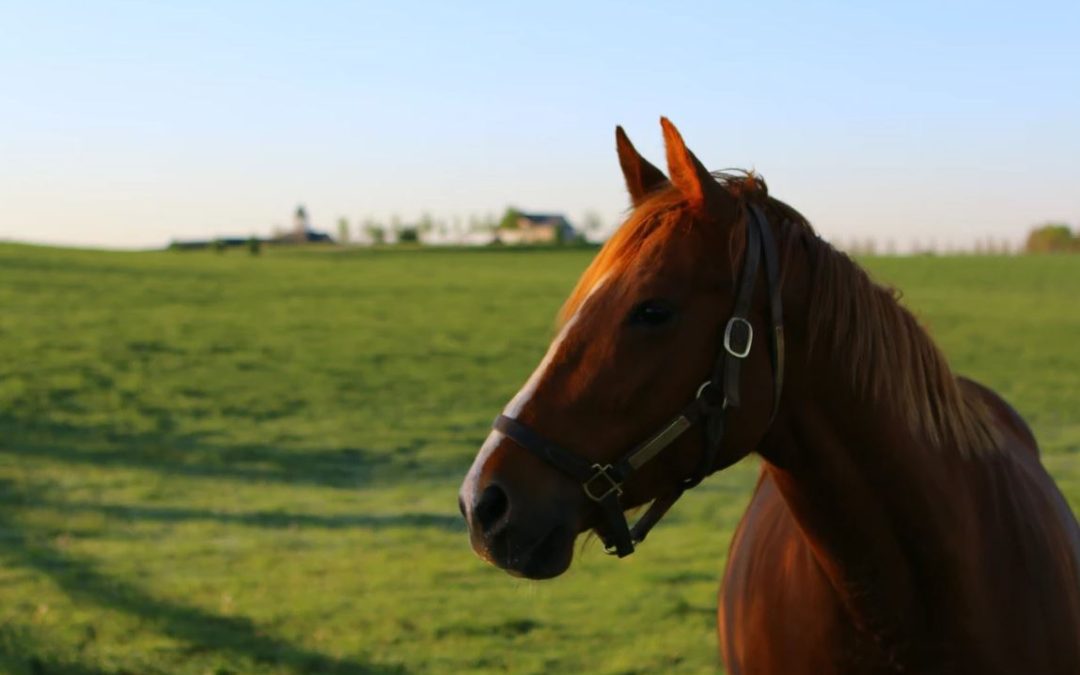 Adena Springs to be sold