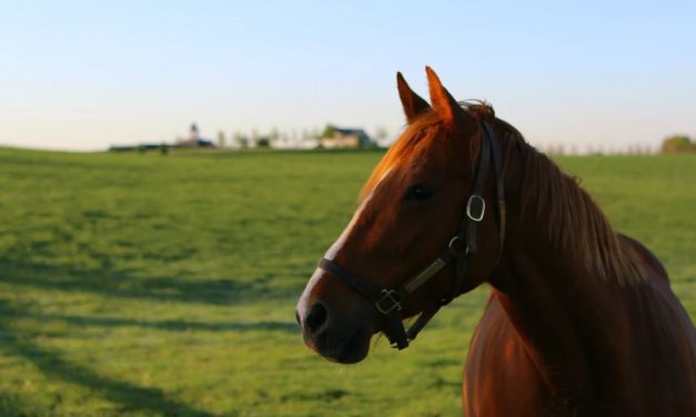 Adena Springs to be sold