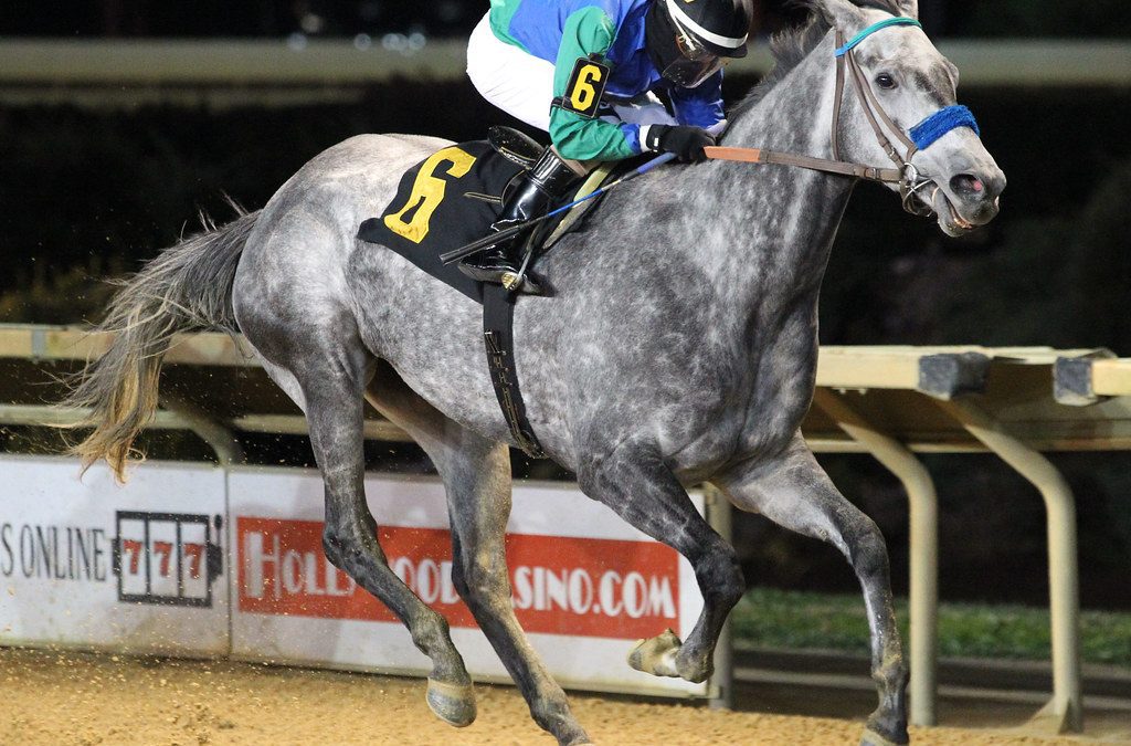 WV-bred champ Star of Night retired