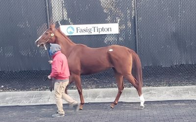 Fasig-Tipton mixed sale set for Tuesday