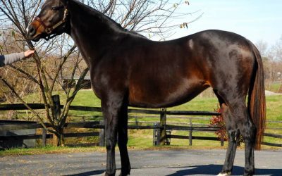 Fasig-Tipton 2021 Mixed sale by the numbers