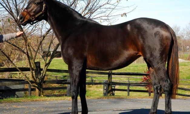 Fasig-Tipton 2021 Mixed sale by the numbers