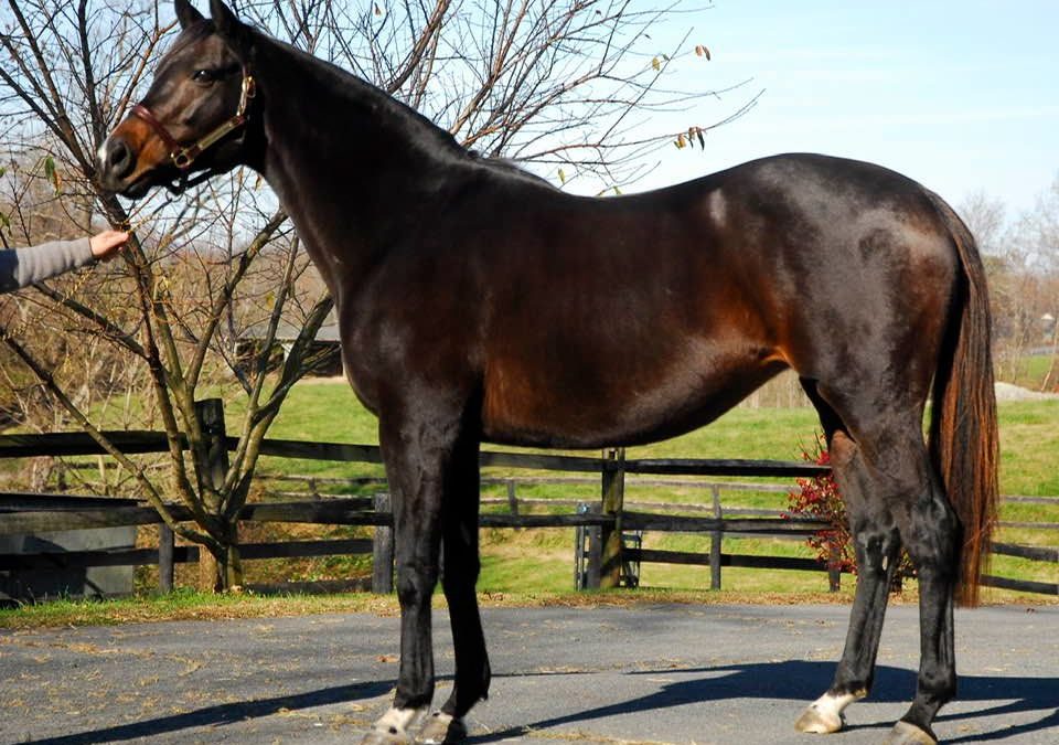 Fasig-Tipton 2021 Mixed sale by the numbers