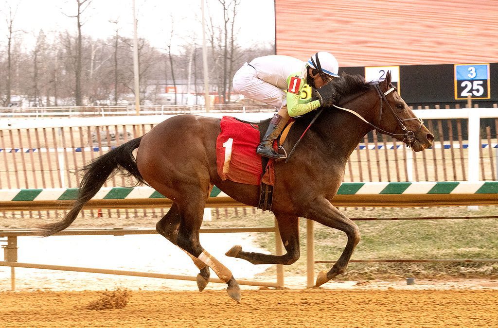 Taiba, Joe no go for Preakness