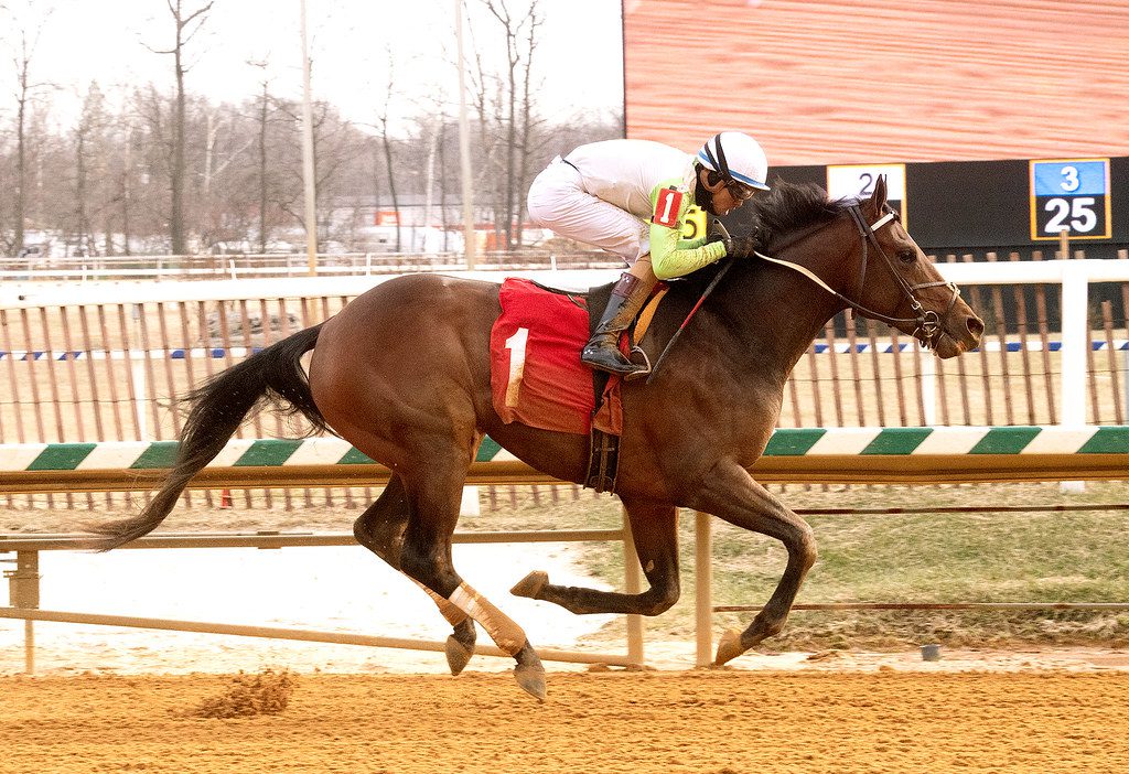 Joe made it three straight wins, cruising to an allowance score at Laurel Park. Photo Jim McCue. Joe