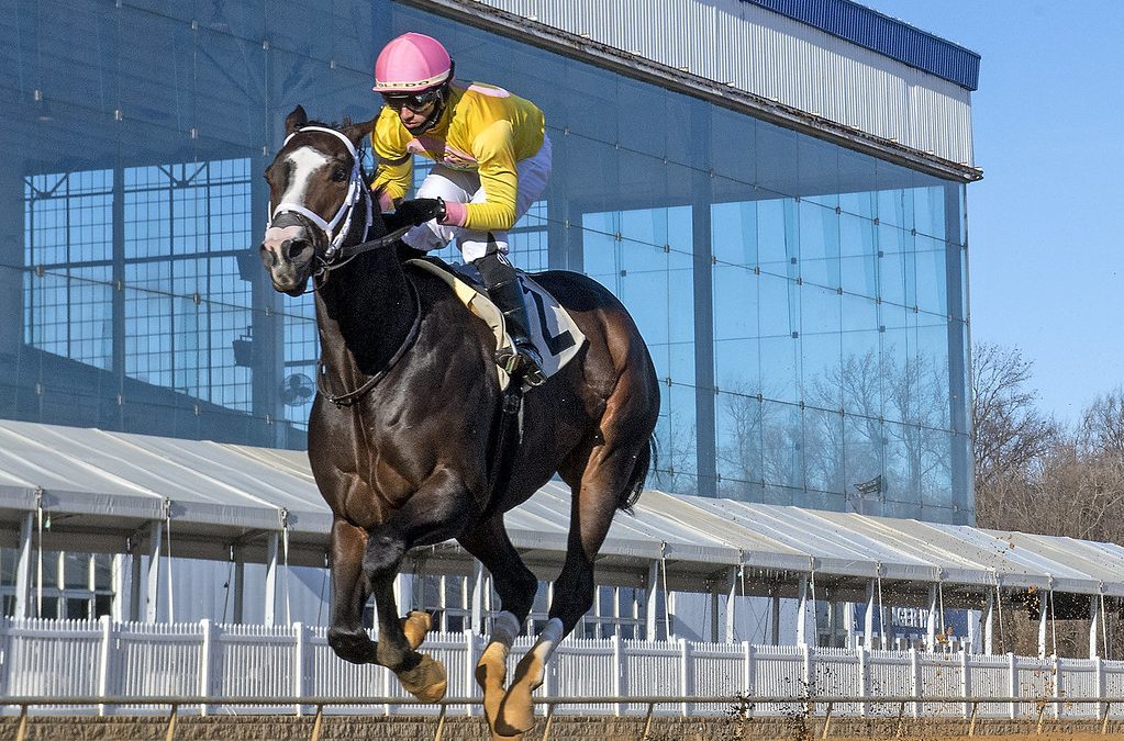 Graded winner Wondrwherecraigis retired