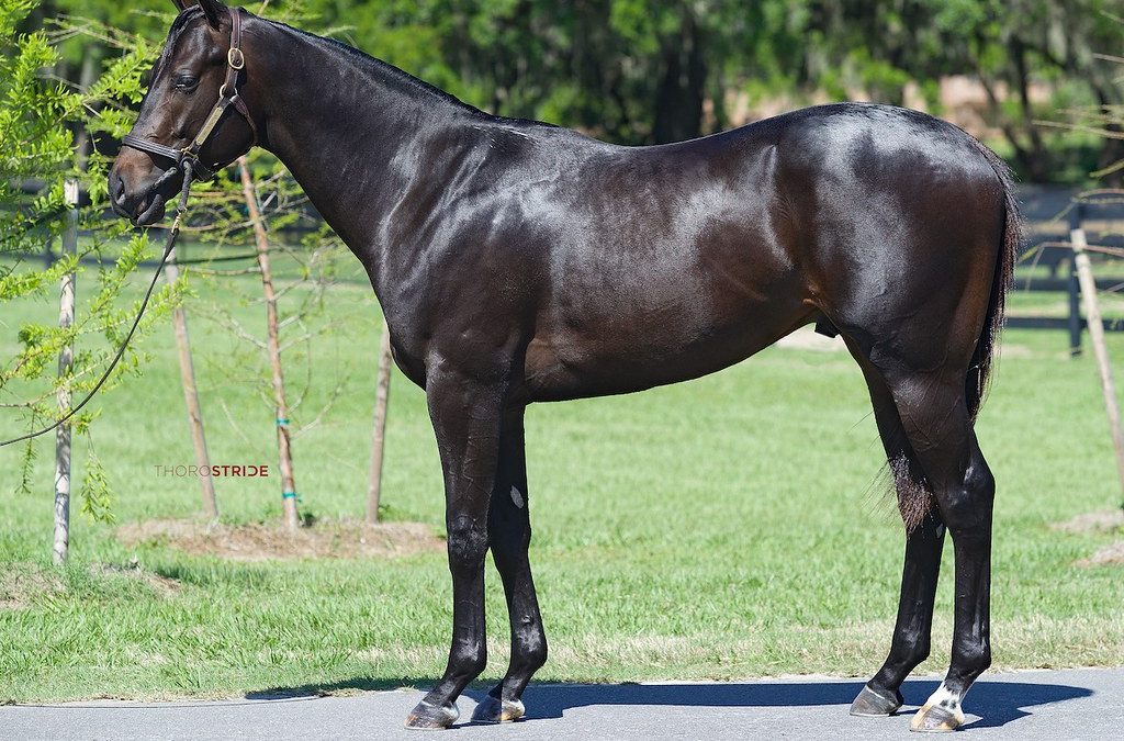 $3.55 million horse drives record Fasig-Tipton sale