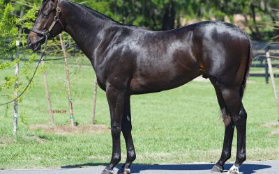 $3.55 million horse drives record Fasig-Tipton sale