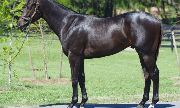 $3.55 million horse drives record Fasig-Tipton sale