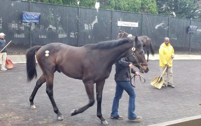 Fasig-Tipton: How the Midlantic-breds did