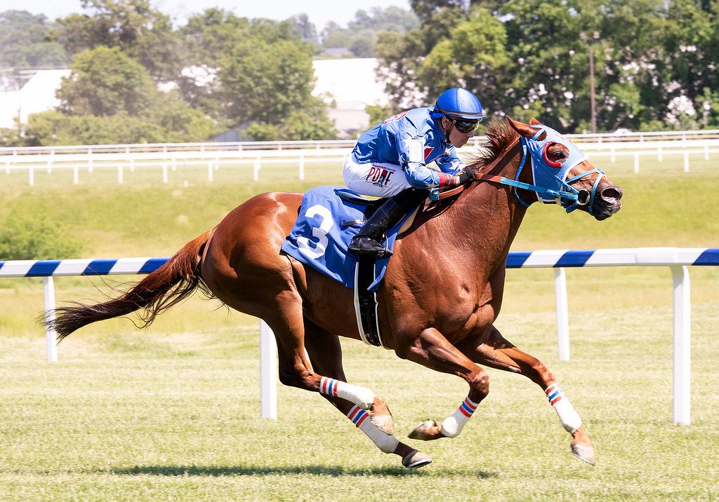 Audacious Quality won an allowance at Laurel Park. Photo Jim McCue. Audacious Quality