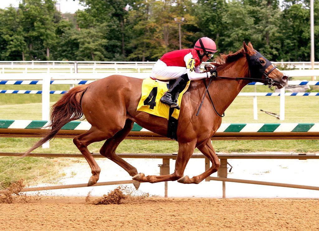 Away to Return won an allowance at Laurel Park. Photo Jim McCue. Away to Return