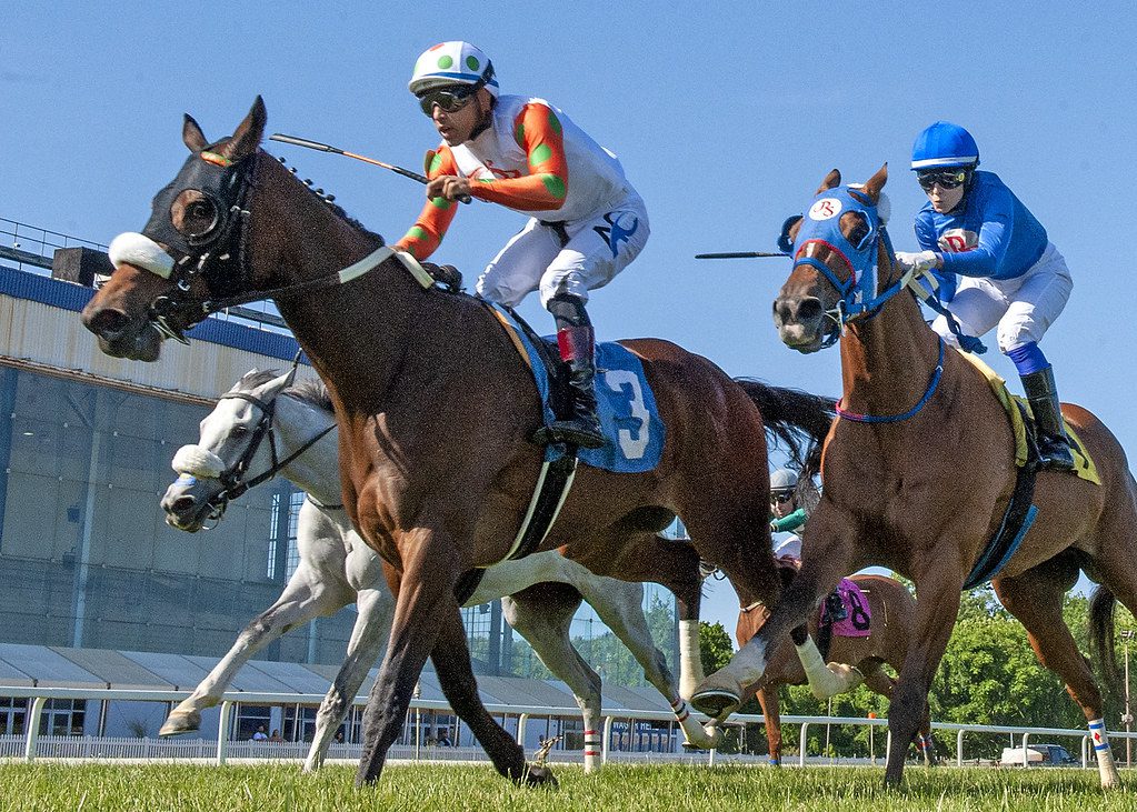 Why Not Tonight won the All Brandy Stakes. Photo Jerry Dzierwinski. Why Not Tonight