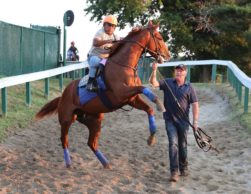 Taiba feeling good at Monmouth Park. Photo By Bill Denver/EQUI-PHOTO. Taiba
