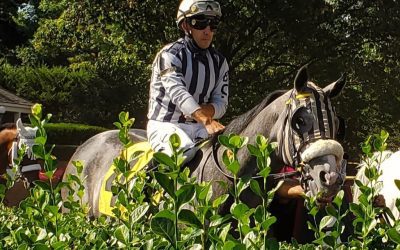 Bound by Destiny looks for four-bagger in Small Wonder