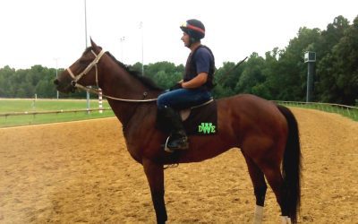 Koko Star, HISA, and the claim that wasn’t