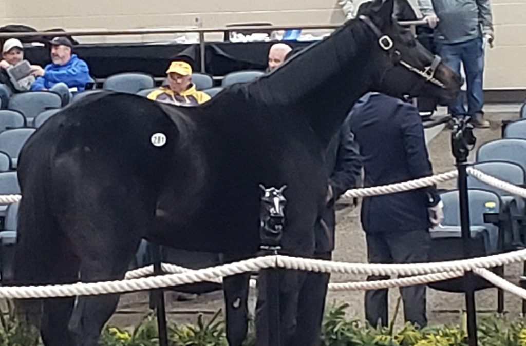 Racing age horses spearhead Fasig-Tipton mixed