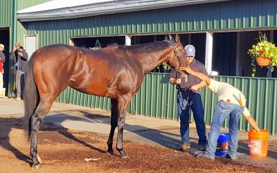 MJC imposes strict stable-area rules