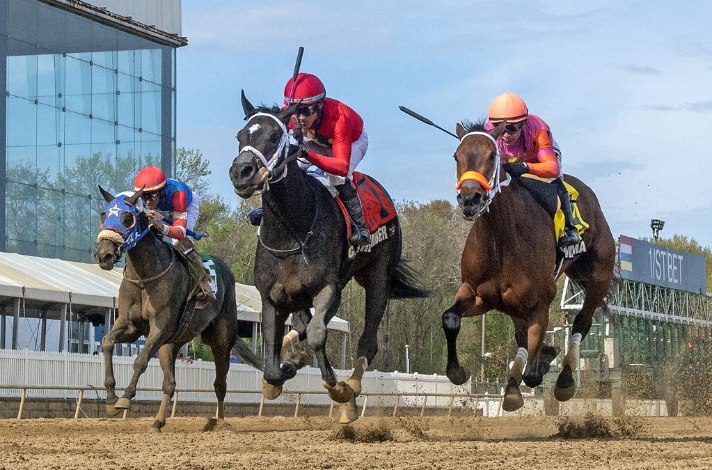 Stakes winner Cats Inthe Timber to make return