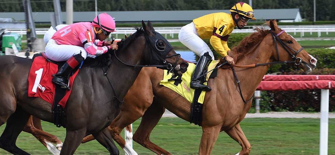 Evenly matched group set for Gallorette