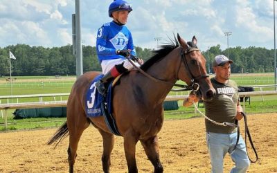 Determined Kingdom named Va-bred horse of the year
