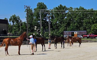 Honor A. P. colt takes top honors at MHBA Yearling Show