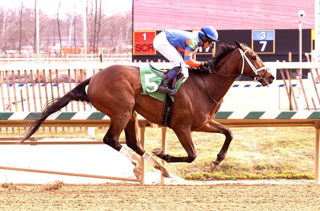 Circling the Drain seeks first stakes win in Bald Eagle