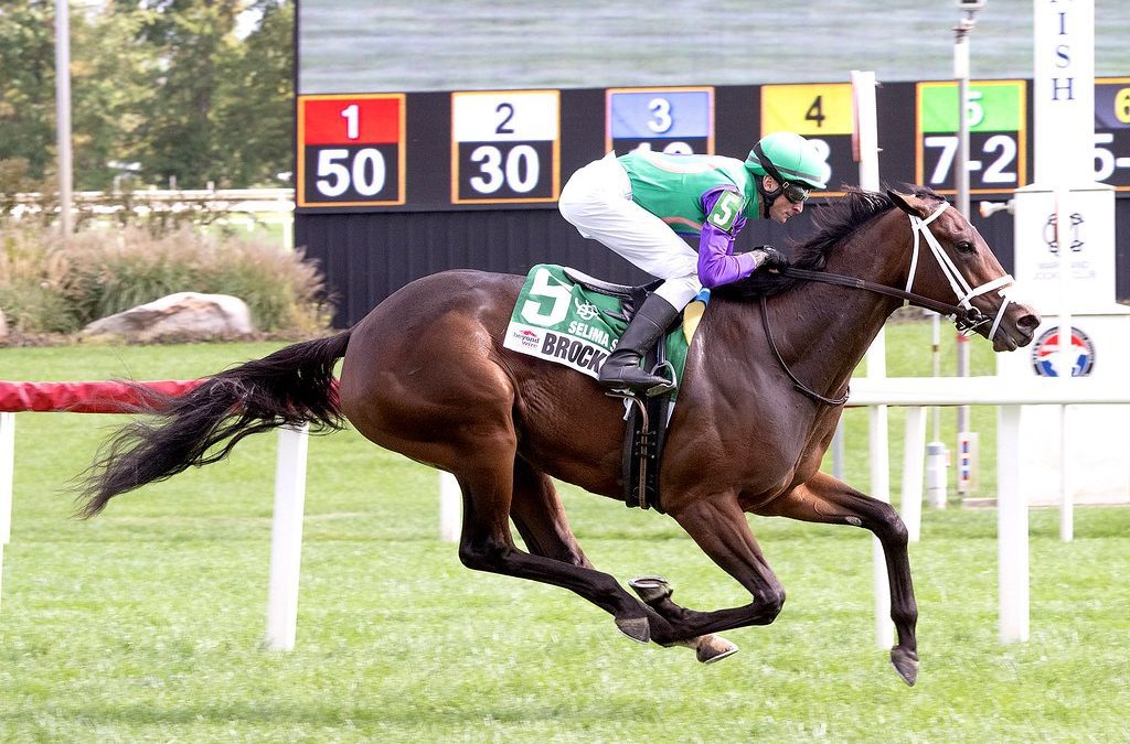 Brocknardini could point to Breeders’ Cup