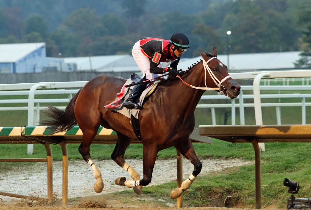 Intrepid Daydream named Maryland-bred Horse of the Year