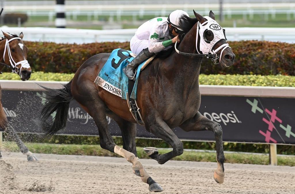 Endorsed to stand at Northview Stallion Station