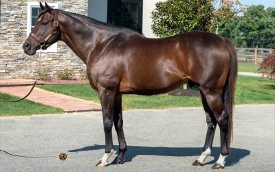 Great Notion’s big year tops Midlantic sires