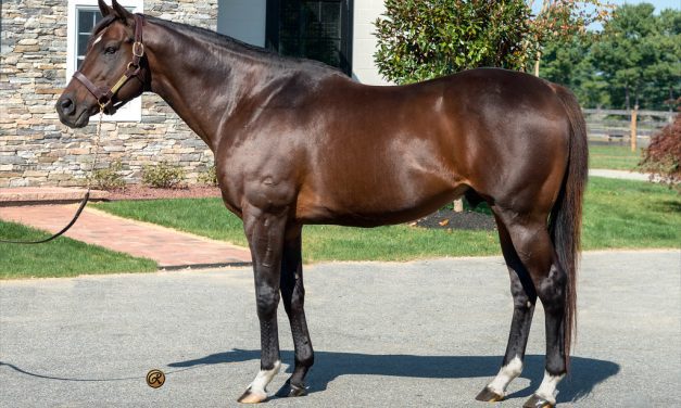 Great Notion’s big year tops Midlantic sires