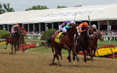 Experts’ Black-Eyed Susan day picks